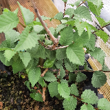 Orme champêtre (Ulmus minor)