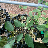Pommier sauvage (Malus sylvestris)