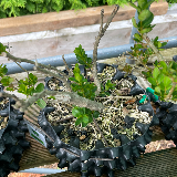 Buis commun (Buxus semperviens)