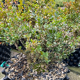 Buis commun (Buxus semperviens)