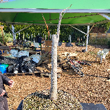 Liquidambar (Liquidambar styraciflua)