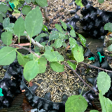 Pommier sauvage (Malus sylvestris)