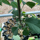 Pommier sauvage (Malus sylvestris)