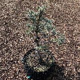 Epicéa bleu (Picea pungens Engelm.)