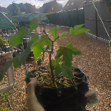 Érable sycomore (Acer pseudoplatanus)