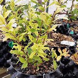 Chèvrefeuille arbustif (Lonicera nitida)