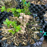 Buis commun (Buxus semperviens)