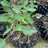 Pommier sauvage (Malus sylvestris)