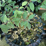 Buis commun (Buxus semperviens)