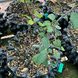 Pommier sauvage (Malus sylvestris)