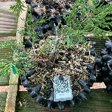 Genevrier de chine « itoigawa » (Juniperus chinensis « itoigawa »)
