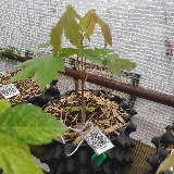Érable sycomore (Acer pseudoplatanus)