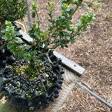 Buis commun (Buxus semperviens)
