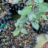 Pommier sauvage (Malus sylvestris)