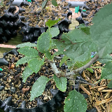 Pommier sauvage (Malus sylvestris)