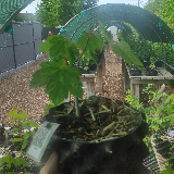 Érable sycomore (Acer pseudoplatanus)