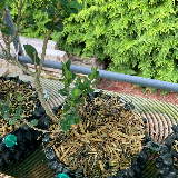 Buis commun (Buxus semperviens)