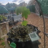 Érable sycomore (Acer pseudoplatanus)