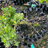 Buis commun (Buxus semperviens)