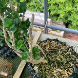 Buis commun (Buxus semperviens)