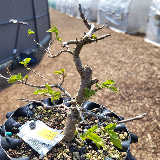 Orme champêtre (Ulmus minor)