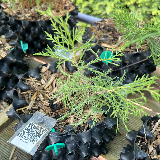 Genévrier de chine (Juniperus chinensis)