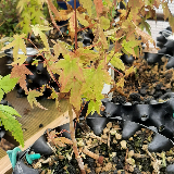 Érable palmé (Acer palmatum)