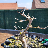 Orme champêtre (Ulmus minor)