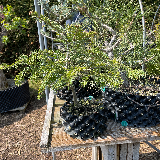 Sapin pectiné (Abies alba)