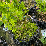Buis commun (Buxus semperviens)