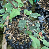 Pommier sauvage (Malus sylvestris)