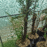 If commun (Taxus baccata)