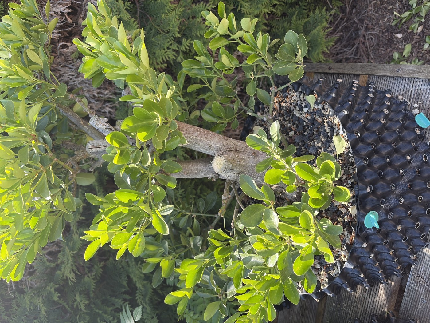 Fusain d'europe (Euonymus europaeus)