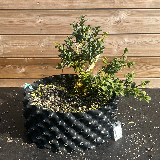Buis commun (Buxus semperviens)