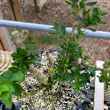 Buis commun (Buxus semperviens)