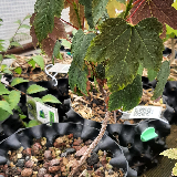 Érable sycomore (Acer pseudoplatanus)