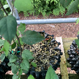 Pommier sauvage (Malus sylvestris)