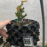 Buis commun (Buxus semperviens)