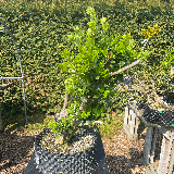 Fusain d'europe (Euonymus europaeus)