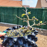 Orme champêtre (Ulmus minor)