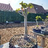Maronnier d'inde (Aesculus hippocastanum)