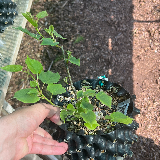 Tilleul commun (Tilia X vulgaris)