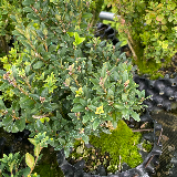 Buis commun (Buxus semperviens)