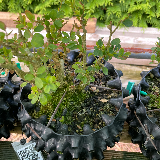 Buis commun (Buxus semperviens)