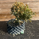 Buis commun (Buxus semperviens)