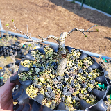 Orme champêtre (Ulmus minor)