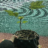 Érable sycomore (Acer pseudoplatanus)