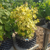 Érable champêtre (Acer campestre)