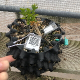 Buis commun (Buxus semperviens)