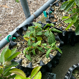 Pommier sauvage (Malus sylvestris)